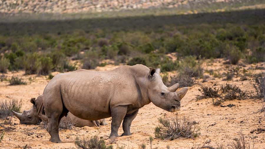 From Cape Town: Aquila Game Reserve Safari Tour with Lunch - Should you book the Aquila safari from Cape Town?