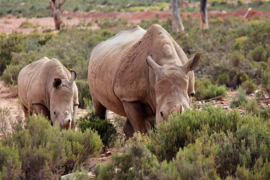 From Cape Town: Aquila Game Reserve Safari Tour with Lunch - Arriving at Aquila Game Reserve