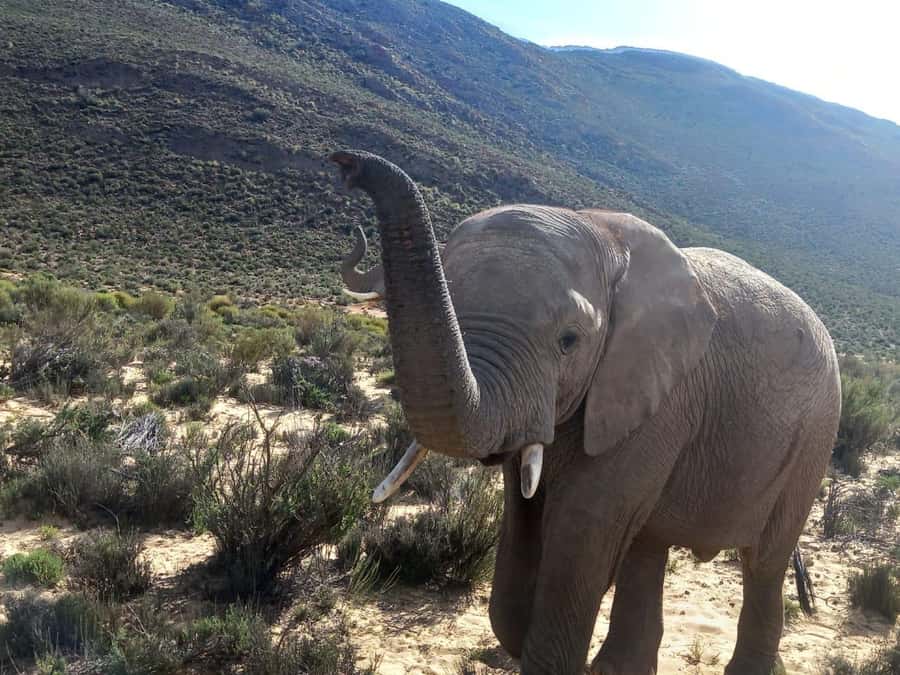 From Cape Town: Aquila Game Reserve Sunset Game Drive - Key points at a glance