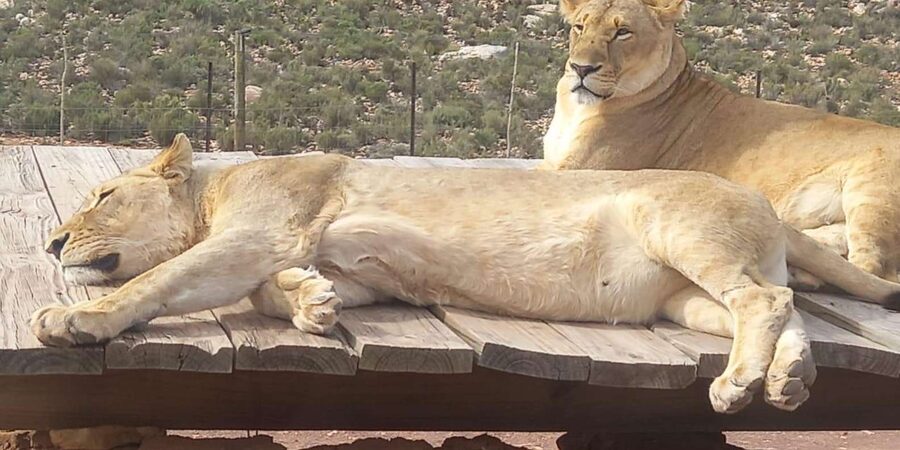 From Cape Town: Aquila Game Reserve Sunset Game Drive - Big Five sightings and animal encounters