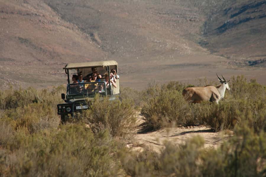 From Cape Town: Big Five Game Reserve with Lunch - Key points before you book