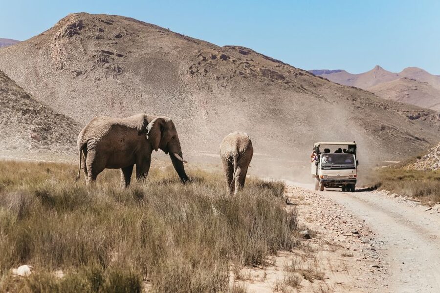 From Cape Town: Big Five Game Reserve with Lunch - Practical preparation for the long day