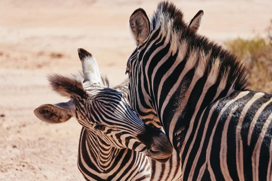 From Cape Town: Big Five Game Reserve with Lunch - A Cape Town safari without the extra flights