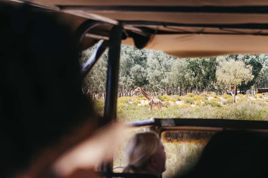 From Cape Town: Big Five Game Reserve with Lunch - The ranger makes the difference