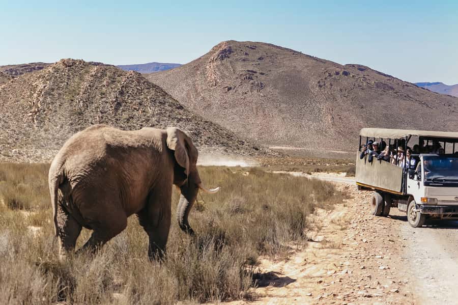 From Cape Town: Big Five Game Reserve with Lunch - Is $236 good value?