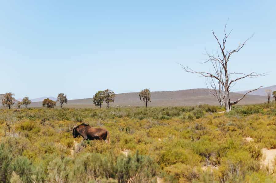 From Cape Town: Big Five Game Reserve with Lunch - Who should book this day trip?