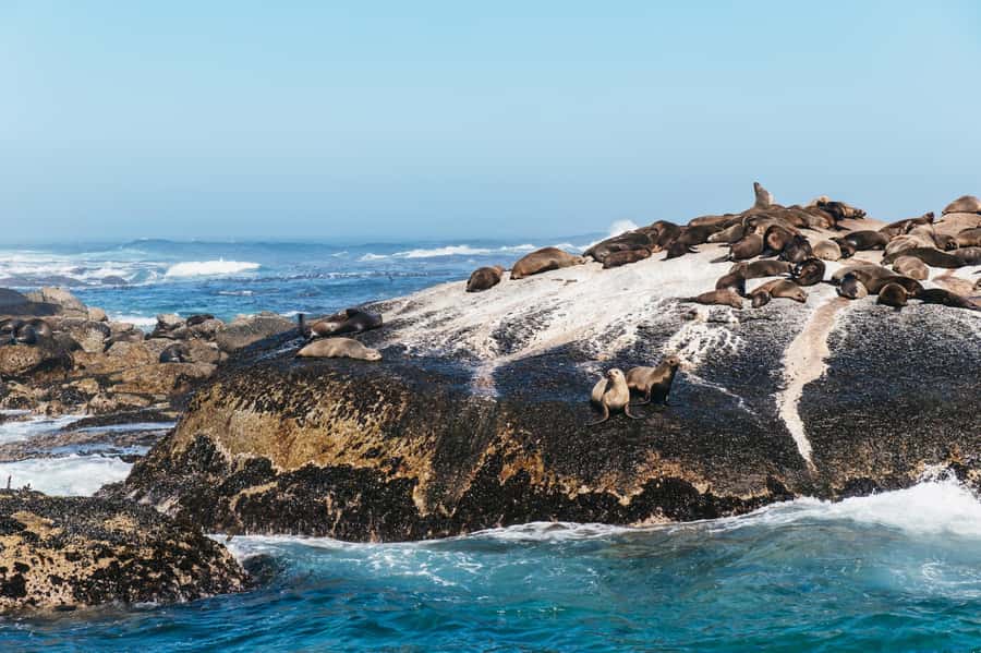 From Cape Town: Cape Peninsula & Boulders Penguin Beach Tour - Cape Point National Park and the Cape of Good Hope