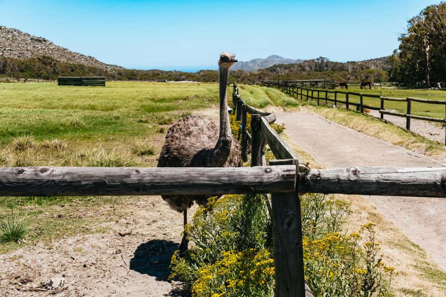 From Cape Town: Cape Peninsula & Boulders Penguin Beach Tour - Simon’s Town and the naval stories