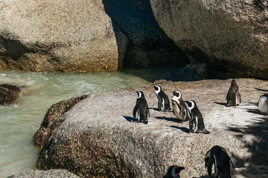 From Cape Town: Cape Peninsula & Boulders Penguin Beach Tour - Camps Bay, Hout Bay, and the optional seal trip