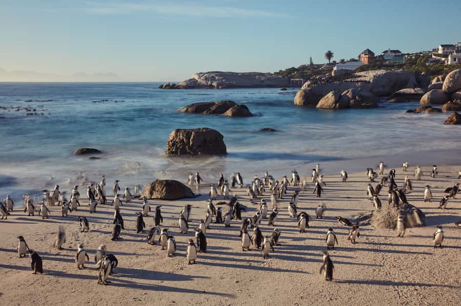 From Cape Town: Cape Point and Boulders Beach Full-Day Tour - Boulders Beach and the African penguins