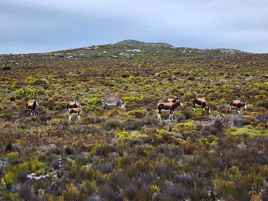 From Cape Town: Cape Point and Boulders Beach Half-Day Tour - Guides make the difference