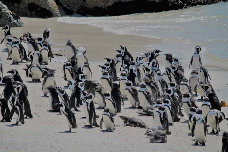 From Cape Town: Cape Point and Boulders Beach Half-Day Tour - Maiden’s Cove and the first big views