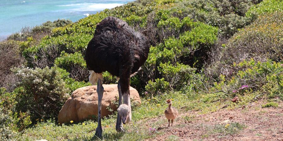 From Cape Town: Cape Point and Boulders Beach Half-Day Tour - Muizenberg on the return to Cape Town