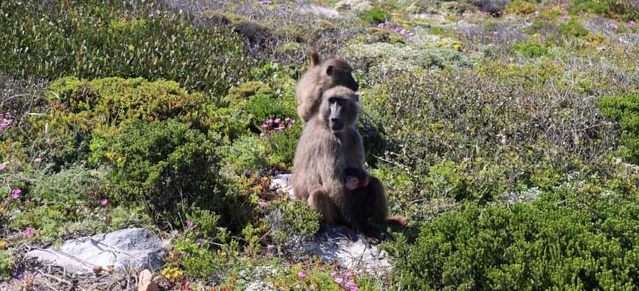 From Cape Town: Cape Point and Boulders Beach Half-Day Tour - Pickup across central Cape Town