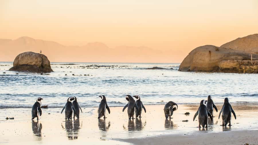From Cape Town: Cape Point & Boulders Beach Full-Day Tour - Key points at a glance