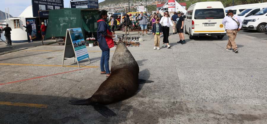 From Cape Town: Cape Point & Boulders Beach Full-Day Tour - What the guides add to the day