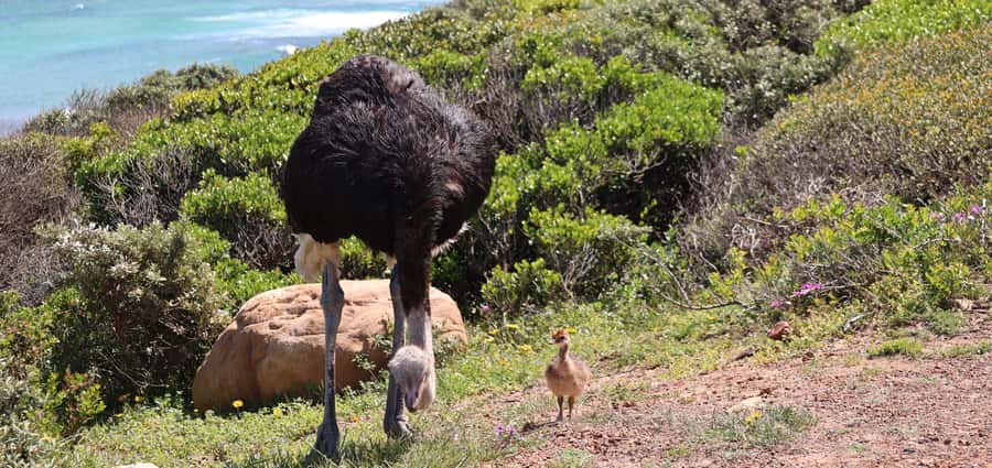From Cape Town: Cape Point & Boulders Beach Full-Day Tour - Starting with Cape Town views at Maidens Cove