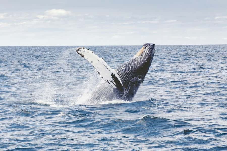 From Cape Town: Full-Day Hermanus Whale Watching Tour - The route from Cape Town to Harold Porter
