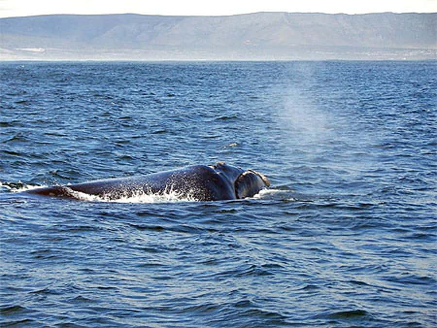 From Cape Town: Full-Day Hermanus Whale Watching Tour - Arriving in Hermanus for four hours