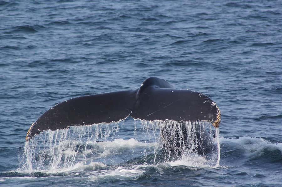 From Cape Town: Full-Day Hermanus Whale Watching Tour - What happens beyond Hermanus