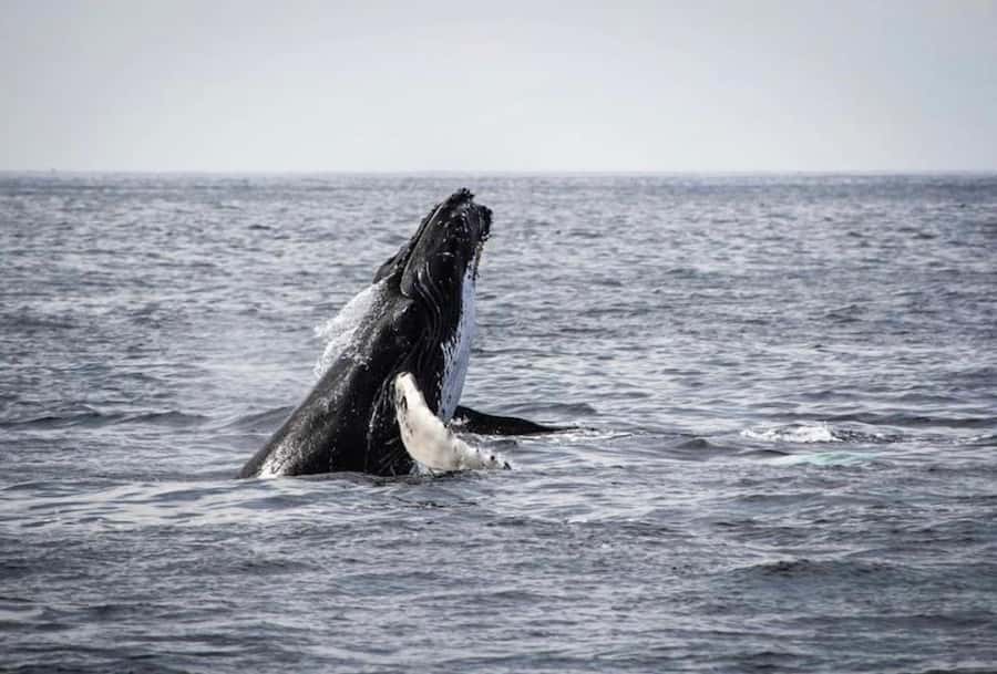 From Cape Town: Full-Day Hermanus Whale Watching Tour - Timing, food, and what to bring
