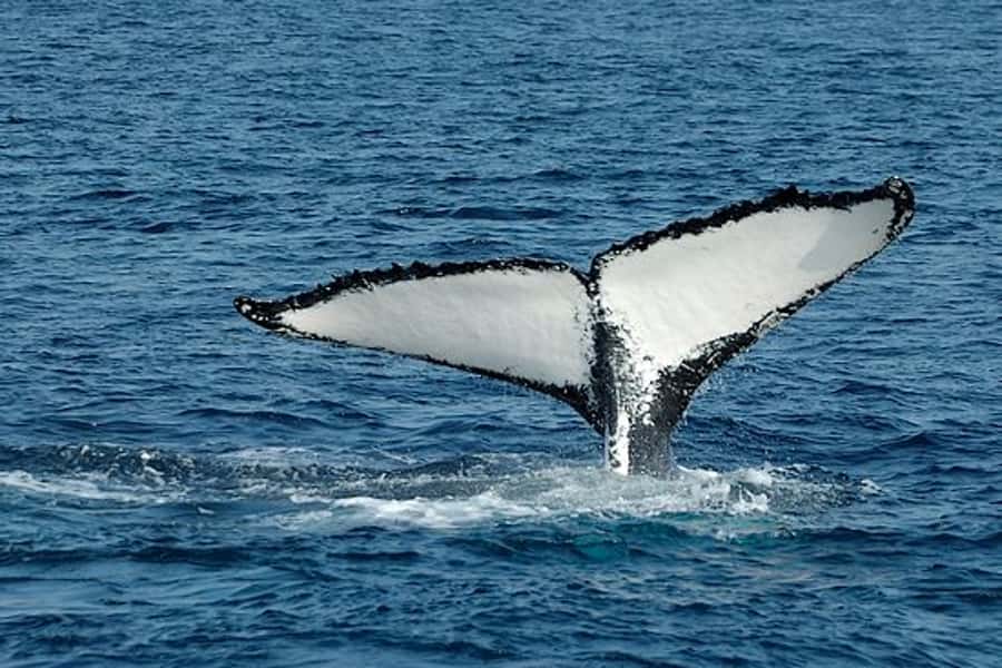 From Cape Town: Full-Day Hermanus Whale Watching Tour - One hour at Harold Porter Botanical Gardens