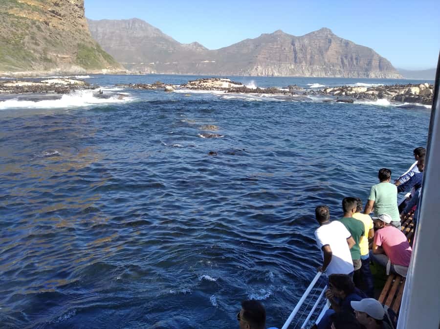 From Cape Town: Glass-Bottom Boat Seal Watching Tour - Is $8 good value?