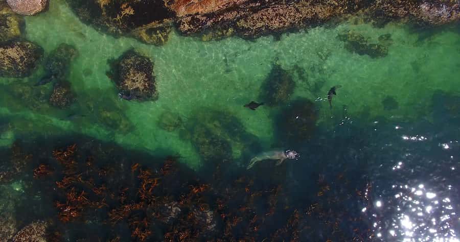 From Cape Town: Glass-Bottom Boat Seal Watching Tour - Who will enjoy this short cruise?
