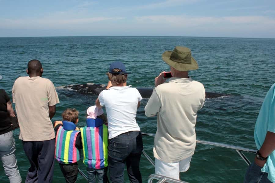 From Cape Town: Hermanus Whale Watching Boat Trip - The real destination is Gansbaai, not Hermanus
