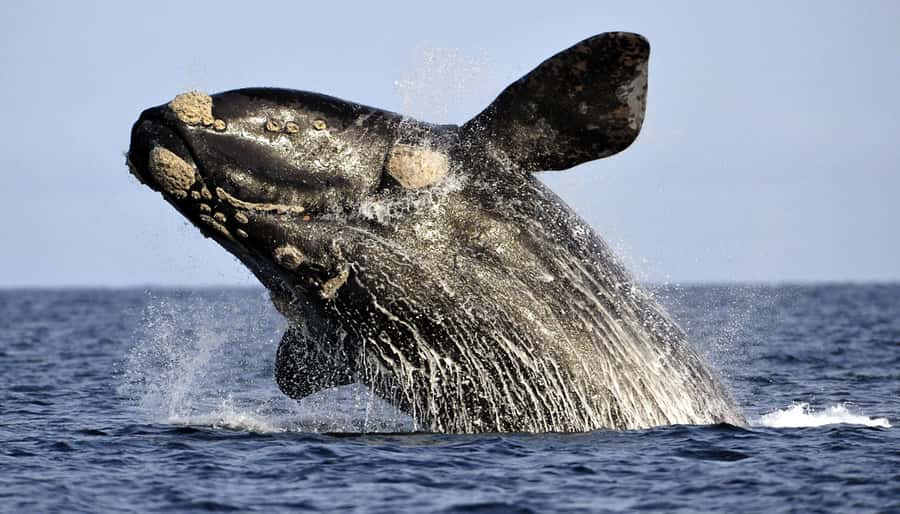 From Cape Town: Hermanus Whale Watching Boat Trip - Setting out from the fishing harbor