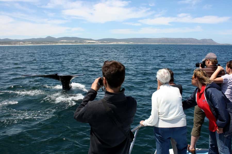 From Cape Town: Hermanus Whale Watching Boat Trip - Dolphins, seals, penguins, and surprise sightings