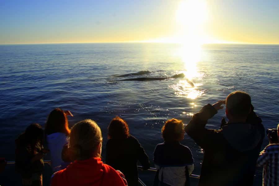 From Cape Town: Hermanus Whale Watching Boat Trip - The guides make the difference