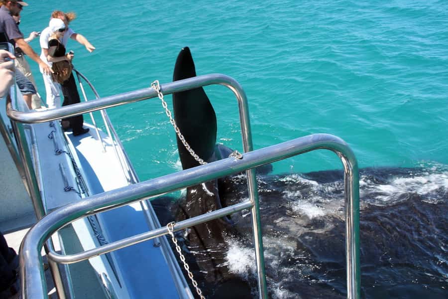 From Cape Town: Hermanus Whale Watching Boat Trip - Weather, sea conditions, and what to pack