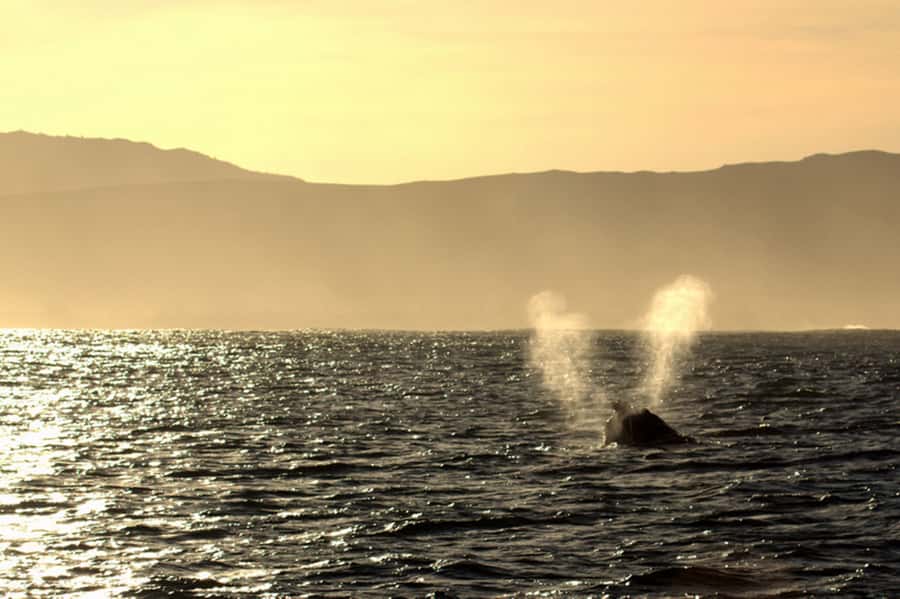 From Cape Town: Hermanus Whale Watching Boat Trip - Who will enjoy this Cape Town day trip