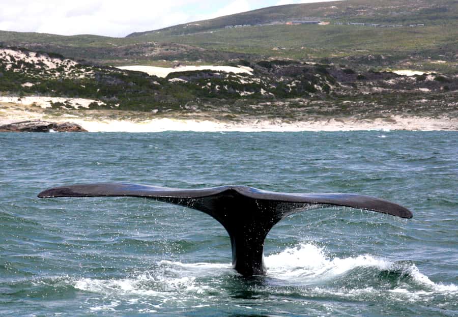 From Cape Town: Hermanus Whale Watching Boat Trip - Should you book the Ivanhoe Sea Safaris trip?