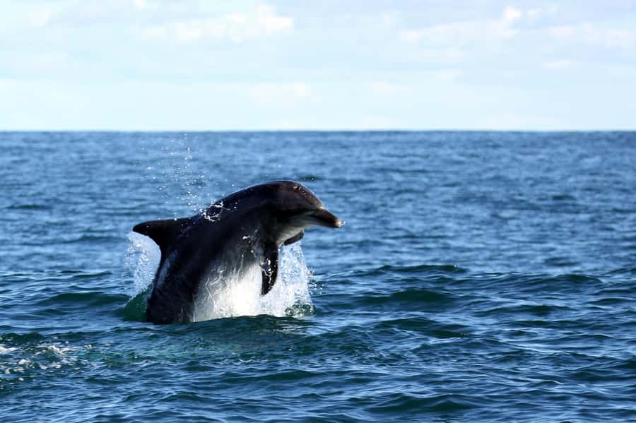 From Cape Town: Hermanus Whale Watching Boat Trip - FAQ