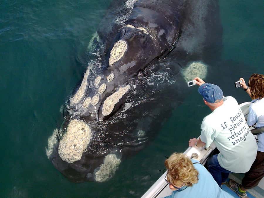 From Cape Town: Hermanus Whale Watching Boat Trip - Why Southern Right Whales are the star