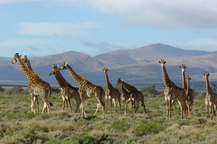 From Cape Town: South African Wildlife and Safari 2-Day Tour - Guides make the road time matter