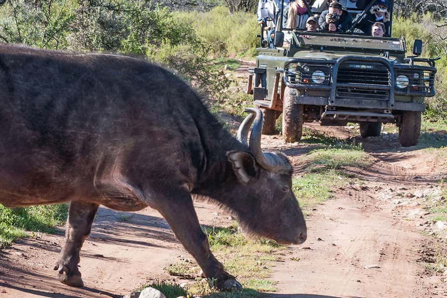From Cape Town: South African Wildlife and Safari 2-Day Tour - Choosing the right overnight package