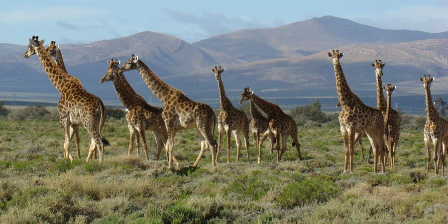 From Cape Town: South African Wildlife and Safari 2-Day Tour - Route 62 brings the trip home