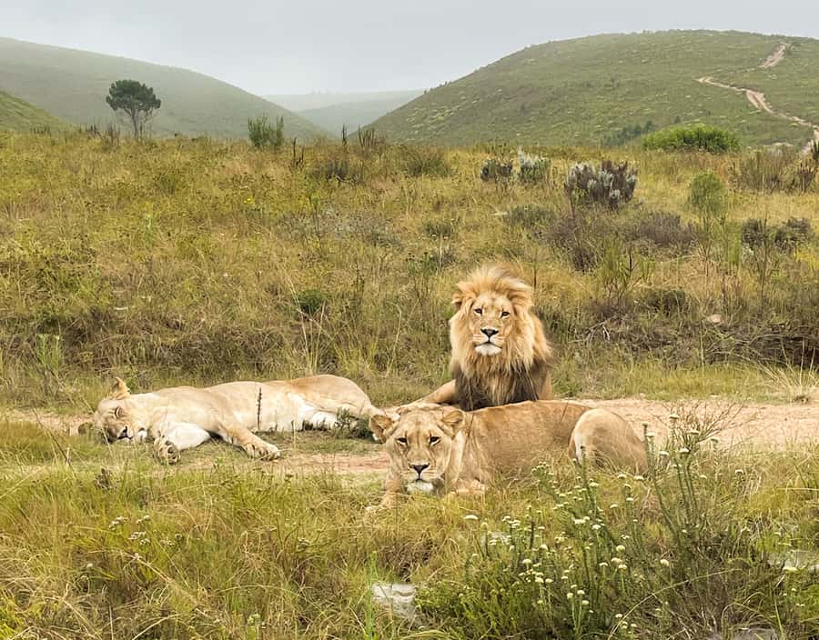 From Cape Town: South African Wildlife and Safari 2-Day Tour - The long road from Cape Town to Botlierskop