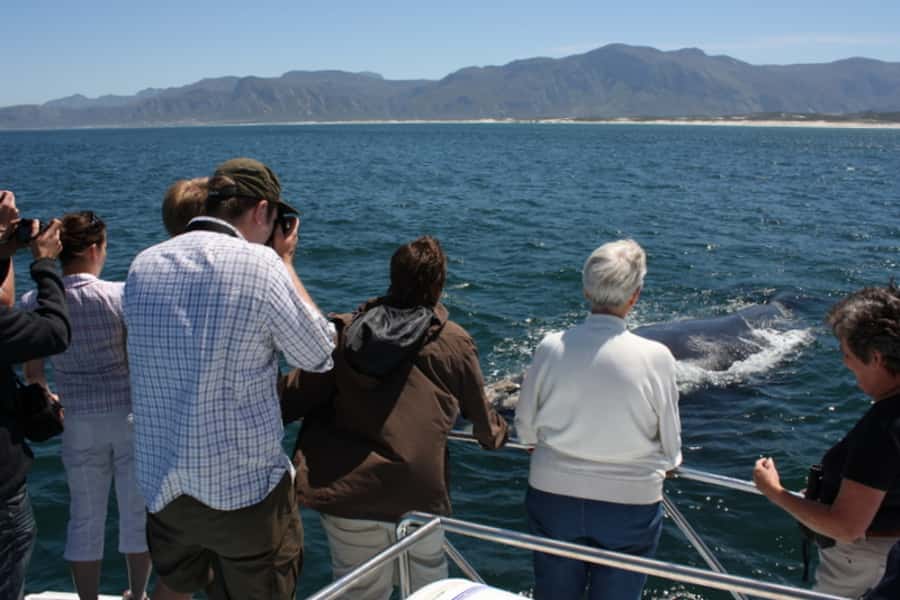 From Cape Town: Whale Watching Tour in Hermanus and Gansbaai - Hermanus gives you time for lunch and a stroll