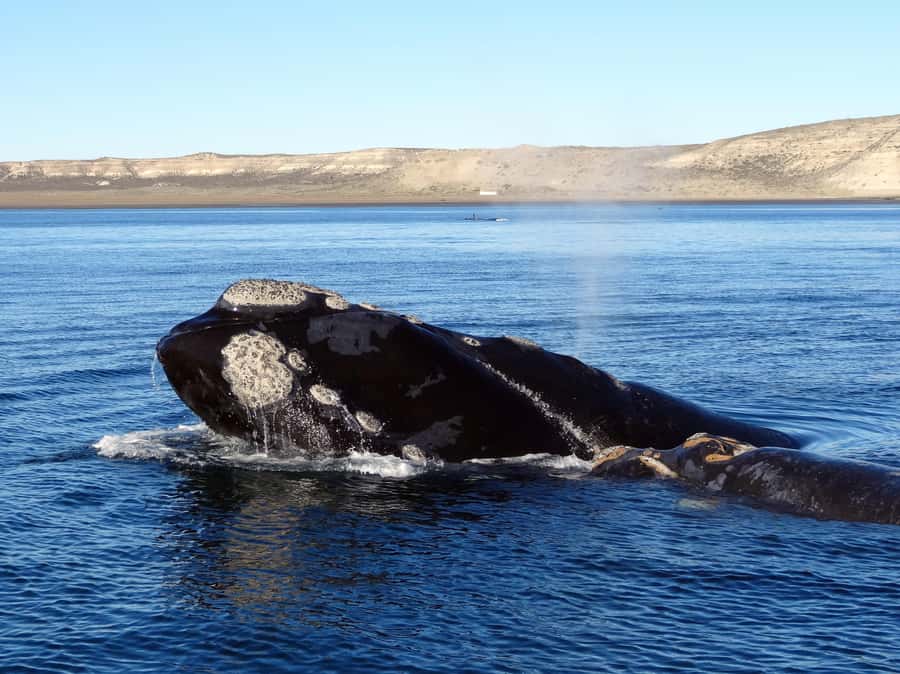 From Cape Town: Whale Watching Tour in Hermanus and Gansbaai - Peregrine Farm Stall is a practical final stop