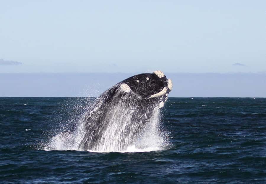 From Cape Town: Whale Watching Tour in Hermanus and Gansbaai - What $249 buys you