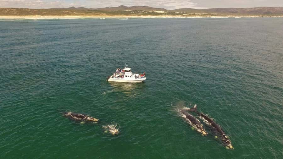 From Cape Town: Whale Watching Tour in Hermanus and Gansbaai - Weather and wildlife require a flexible plan