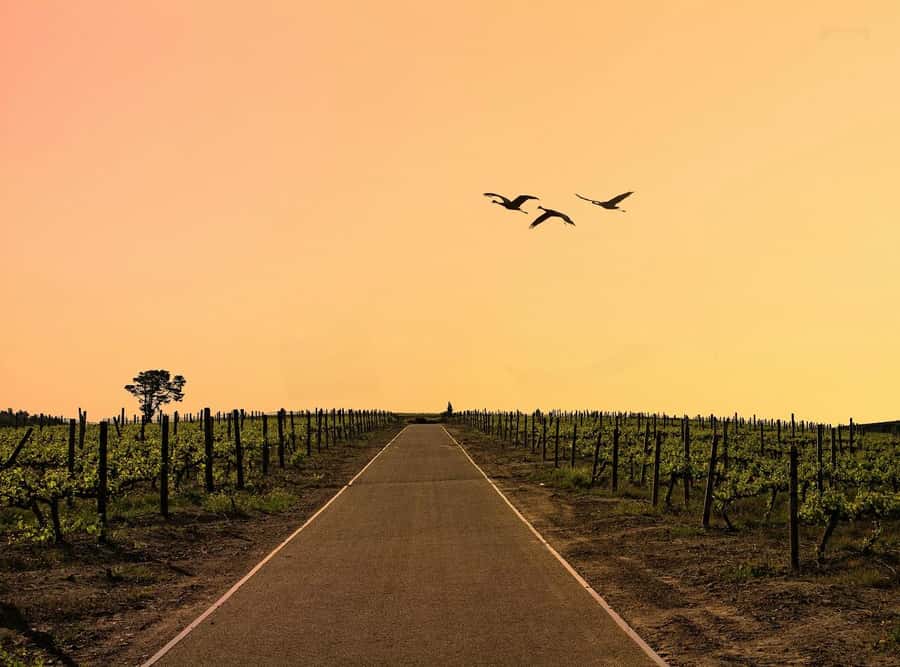 From Cape Town: Winelands Full Day Tour and Wine Tasting - Why this Cape Winelands tour works well