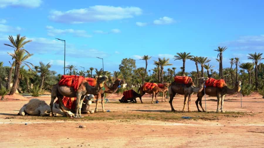 From Casablanca: Day Trip to Marrakech with Camel Ride - The Secret Garden and the pace of the Medina