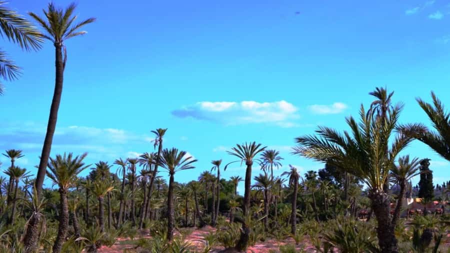 From Casablanca: Day Trip to Marrakech with Camel Ride - Who should book this day trip?