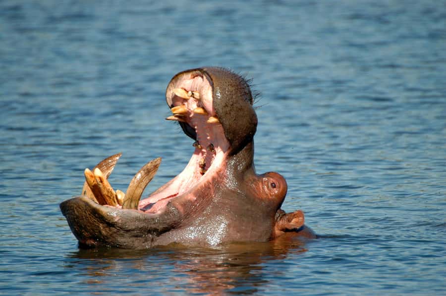 From Durban: Half-Day Safari Tour - Key points at a glance