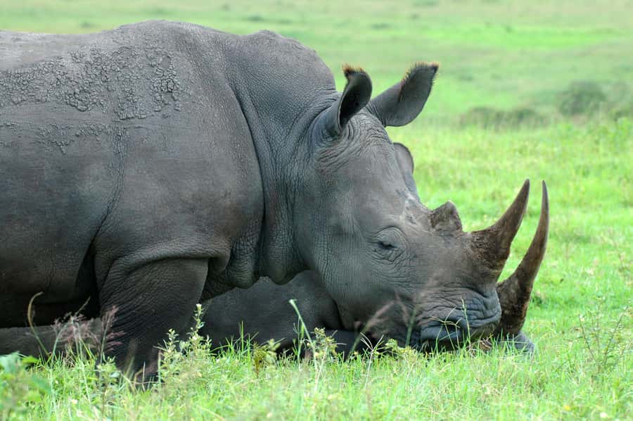 From Durban: Half-Day Safari Tour - Why Tala works for a short safari from Durban